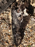 Lenzites stereoides image