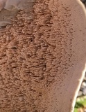 Lenzites stereoides image