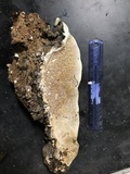 Lenzites stereoides image