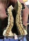 Lenzites stereoides image