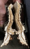Lenzites stereoides image