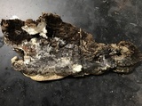 Lenzites stereoides image