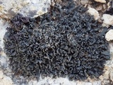 Lathagrium cristatum image