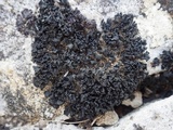 Lathagrium cristatum image