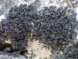 Lathagrium cristatum image