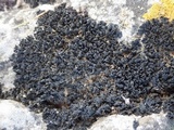 Lathagrium cristatum image