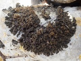 Collema polycarpon image