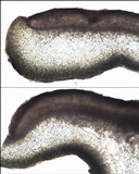 Collema polycarpon image