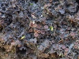 Leptogium lichenoides image