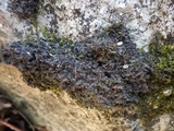 Leptogium lichenoides image