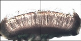 Leptogium lichenoides image