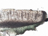 Leptogium lichenoides image