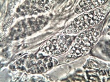 Leptogium lichenoides image