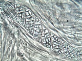 Leptogium lichenoides image