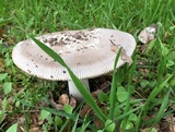 Amanita constricta image