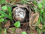 Amanita constricta image