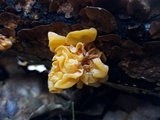 Naematelia aurantia image