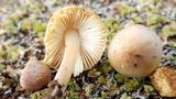 Leucoinocybe lenta image