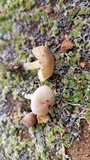 Leucoinocybe lenta image