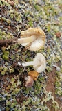 Leucoinocybe lenta image