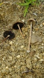 Panaeolus cinctulus image