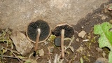 Panaeolus cinctulus image