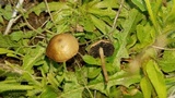 Panaeolus cinctulus image