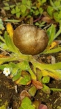 Panaeolus cinctulus image