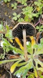 Panaeolus cinctulus image