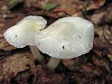 Hygrophorus eburneus image