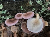 Panus lecomtei image