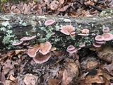 Panus lecomtei image