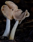 Helvella compressa image