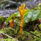 Clavulinopsis corniculata image