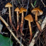 Phaeocollybia californica image