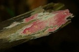 Hypomyces rosellus image