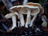 Hydnum oregonense image