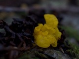 Naematelia aurantia image