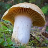 Cuphophyllus pratensis image