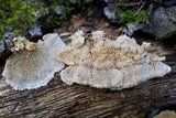Trametopsis cervina image