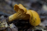 Cantharellus formosus image