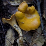 Cantharellus formosus image