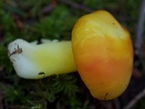 Hygrocybe laetissima image