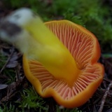 Hygrocybe laetissima image