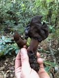 Gyromitra infula image