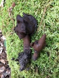 Gyromitra infula image