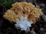 Ramaria flava image