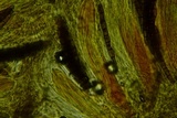 Geoglossum simile image