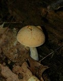 Boletus pallidus image