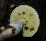 Boletus pallidus image
